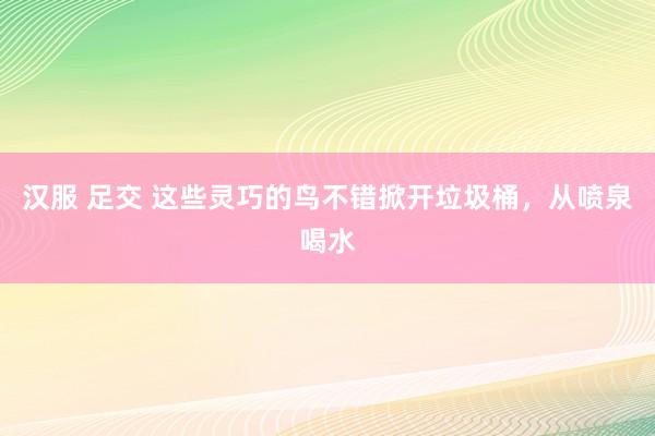 汉服 足交 这些灵巧的鸟不错掀开垃圾桶，从喷泉喝水
